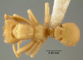 Media type: image;   Entomology 9225 Aspect: habitus dorsal view